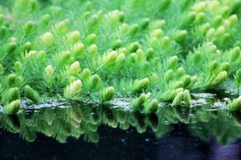 金鱼藻的特点：生命力旺盛，耐高温（金鱼藻的特点:生命力旺盛,耐高温的植物）