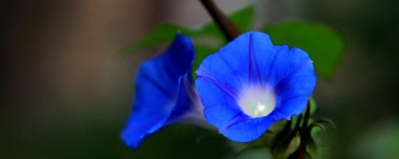 蓝色牵牛花的花语和寓意 蓝色的牵牛花的含义