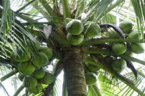椰子传播种子的方法