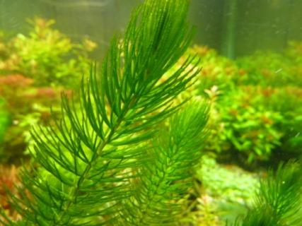 金鱼藻怎么养：掌握五种养殖要点 金鱼藻的养殖方法和注意事项