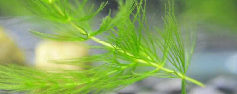 金鱼藻是草本植物吗 金鱼藻是不是草本植物