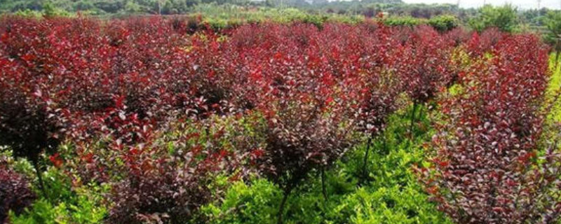 红叶李如何种植 红叶李的生长环境