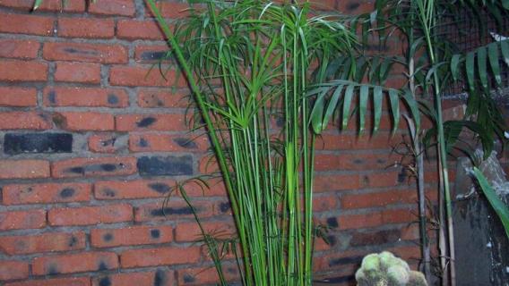 水竹怎么繁殖 水竹的繁殖方法水养