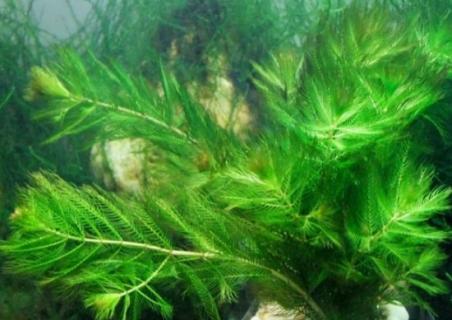 金鱼藻是什么植物