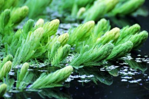 金鱼藻是被子植物吗