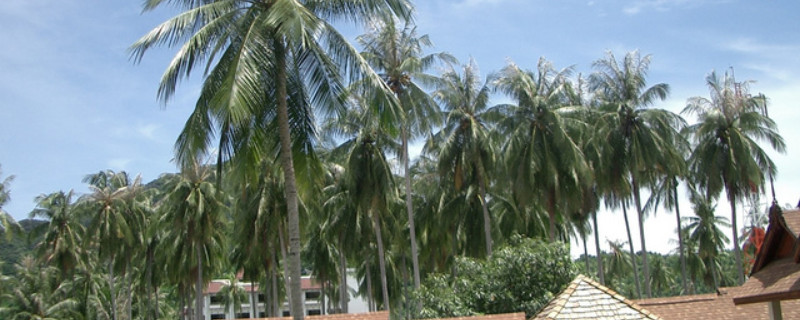 椰子树特点（椰子树特点用四个词概括）