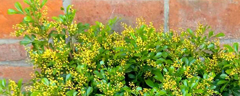 米兰和小叶黄杨的区别 米兰和小叶黄杨的区别图片