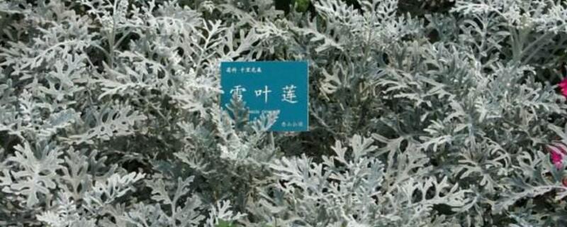 雪叶莲有毒吗 雪片莲有毒吗