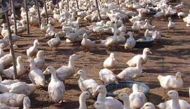 肉鸭高密度的旱地养殖技术 旱养肉鸭养殖技术视频