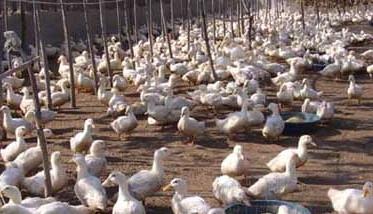 肉鸭养殖如何管理才能节省饲料（肉鸭养殖如何管理才能节省饲料消耗）