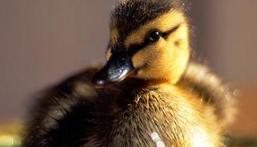鸭子有几种育雏方法 鸭的育雏期是多少天
