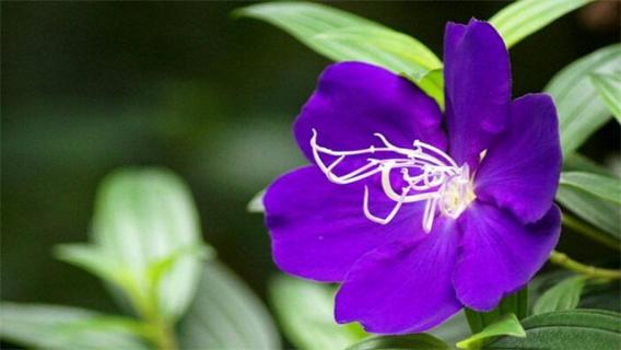 紫蝴蝶花怎么养 紫蝴蝶植物怎么养