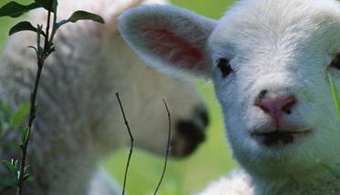 新生羔羊的科学护理方法 新生羔羊的护理措施