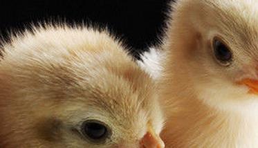 雏鸡的饲养管理几点注意事项 雏鸡的饲养管理要点
