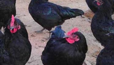 五黑鸡养殖技术要点 五黑鸡苗怎么养殖技术