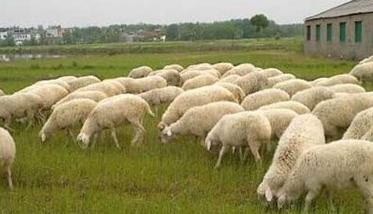 农村养羊怎么样 农村养羊怎么样养
