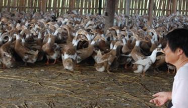 冬养蛋鸭养殖有哪五个要点必须掌握（冬季蛋鸭养殖技术）