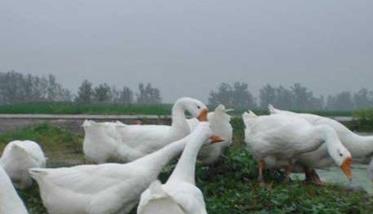 鹅产蛋期的饲养管理方法 鹅产蛋期饲料配方