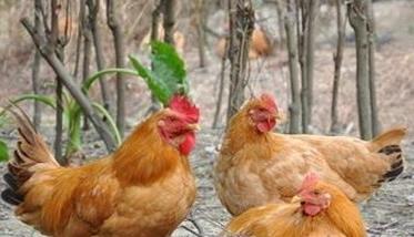 鸡葡萄球菌病治疗技术要点 鸡葡萄球菌病治疗方案