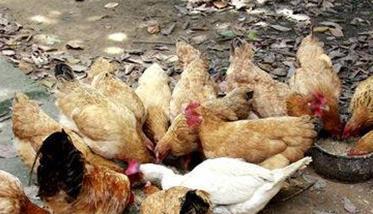 育成鸡的饲养管理方法 育成鸡的饲养管理方法有哪些