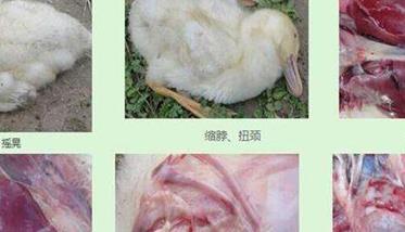 鸭传染性浆膜炎症状 鸭传染性浆膜炎最明显的病理变化