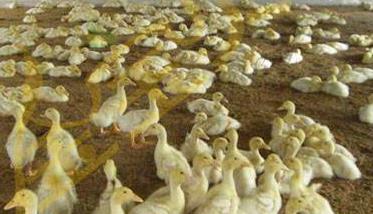 发酵床生态养鸭的效果与技术关键 发酵床生态养鸭的效果与技术关键是什么
