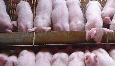 仔猪养殖：提高哺乳仔猪成活率的五大措施