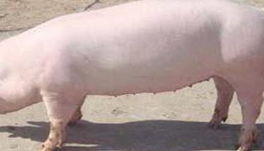 哺乳母猪的饲养管理