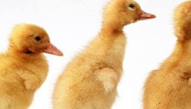 春季雏鸭的饲养管理技术要点 冬季雏鸭管理