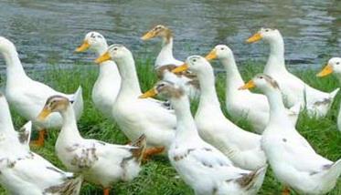 夏季肉鸭饲养管理的几个要点（肉鸭春季养殖要点）