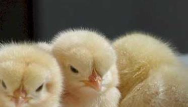 雏鸡饲养的适宜温度是多少 雏鸡最适温度