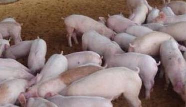 仔猪断奶后的管护措施主要有哪些 仔猪断奶后的饲养管理