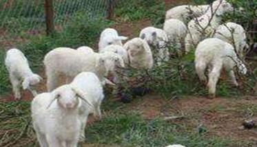 山羊冬季如何饲养管理（山羊的冬季管理）