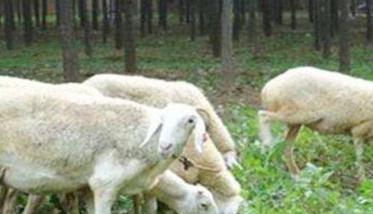 绵羊的饲养管理上的一般技术措施 绵羊饲养方式有几种