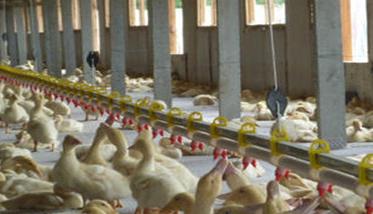养殖肉鸭的给药方式 养殖肉鸭的给药方式是什么