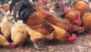 土法养虫喂鸡技术与方法