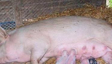 母猪催乳方法