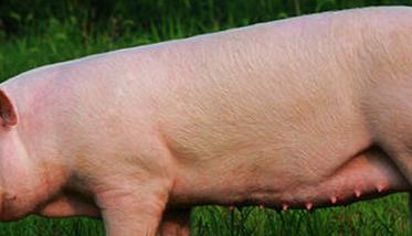 待配母猪的饲养管理技术要点 母猪配种前的饲养管理