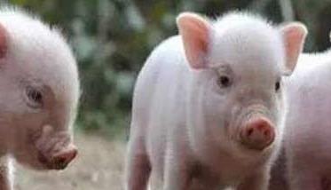哺乳仔猪的生理特点和生长发育特征2