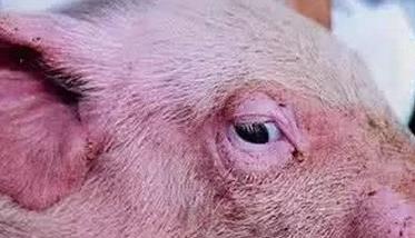仔猪水肿病是什么症状 仔猪水肿病是什么症状表现
