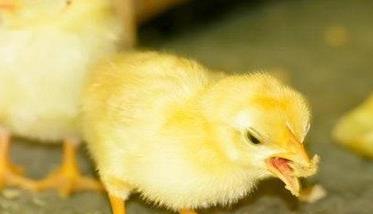 雏鸡的开食时间（雏鸡开食时间一般在出壳后多少小时）