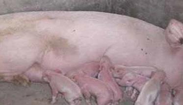 母猪产后不吃食的症状