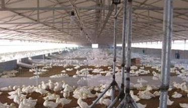 蛋鸭养殖技术与管理要点