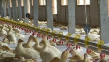 蛋鸭标准化养殖技术