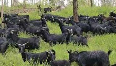 黑山羊养殖如何搞好场地的卫生环境 黑山羊养殖如何搞好场地的卫生环境整治