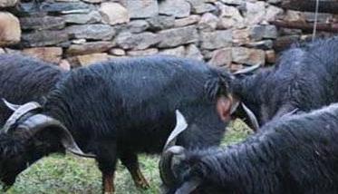黑山羊种公羊如何饲喂和管理（黑山羊饲养技术）