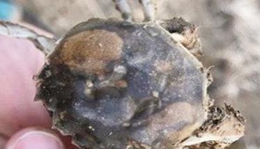蟹甲壳溃疡怎么办 蟹甲壳溃疡怎么办能治好吗