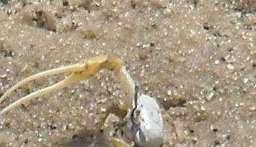 螃蟹如何掘穴，螃蟹掘洞穴居的习性（螃蟹是怎么挖洞的视频?）