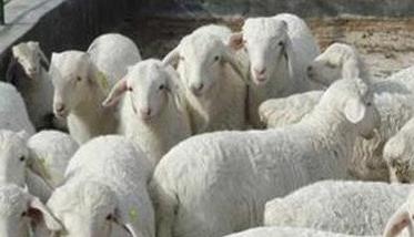 怎样防治羊的布氏杆菌病（有没有给羊预防布氏杆菌的方法）