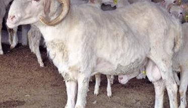 羊弯杆菌病的治疗与防治